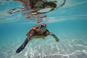 Green sea turtle "Honu" by Stuart Ganz 